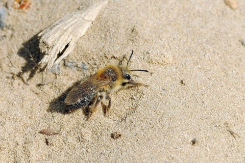 Spring Silk Bee