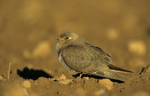 Collared Pratincole