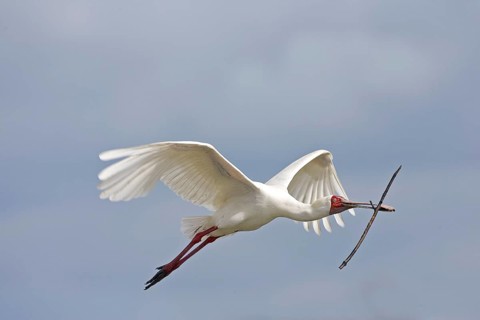 Narrow-billed Spoonbill