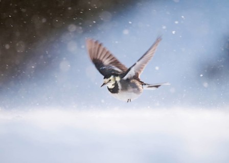 Pied Wagtail