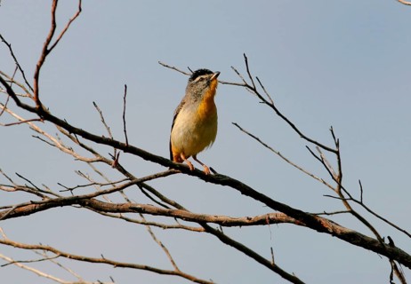 Spotted Pardalote