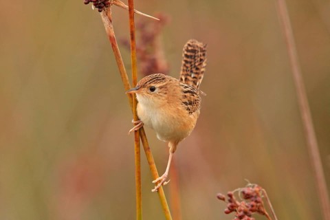 Sedge Wren
