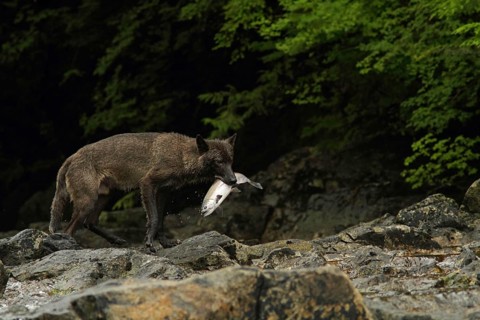 Grey Wolf
