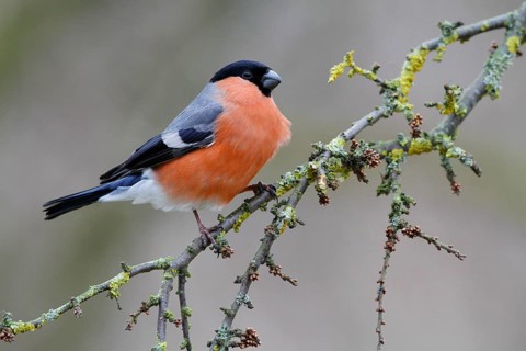 Eurasian Bullfinch