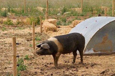 Saddle pig in the stable also with electric fence