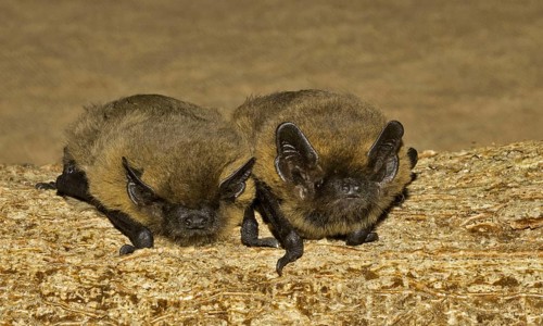 Common Pipistrelle