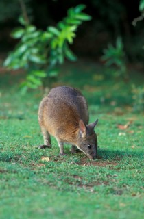 Rednecked Pademelon