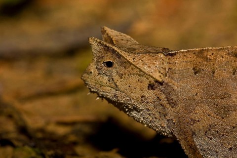 Brown leaf chameleons