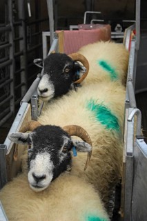 Domestic Sheep