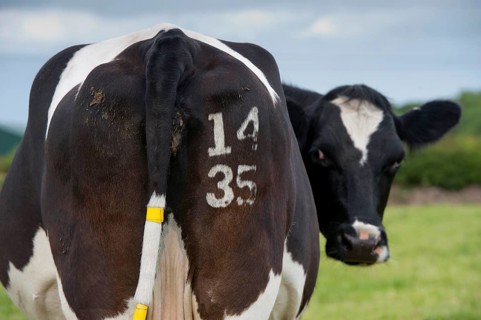 Domestic Cattle