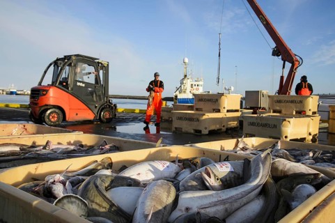 Commercial fishing