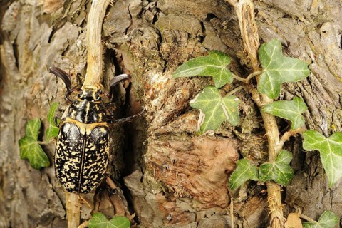 Pine Chafer