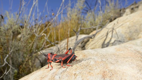 Koppie Foam Grasshopper