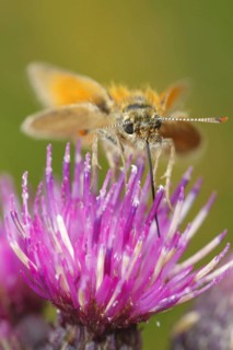 Little small skipper