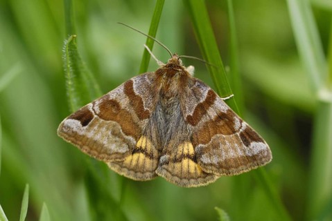 Burnet Companion Moth