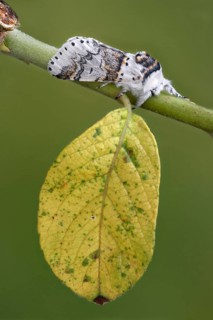 Adult sallow kitten moth
