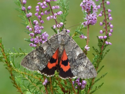 Red red underwing