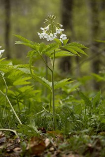 Seven-leaved Bittercress