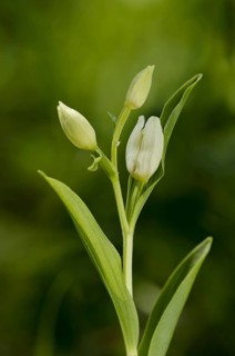 Flowering white helleborine