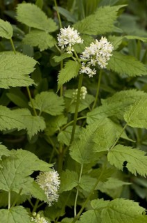 Eurasian Baneberry