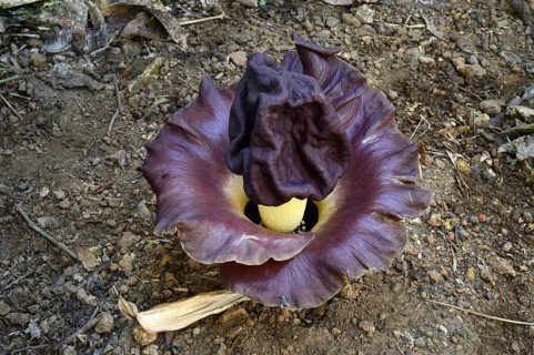 Flowering elephant yam