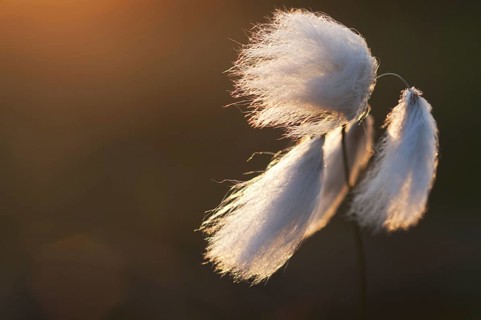 Common common cottongrass