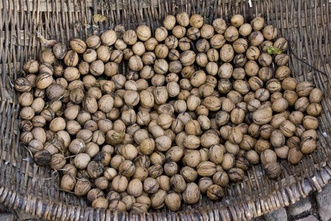 Common Walnut