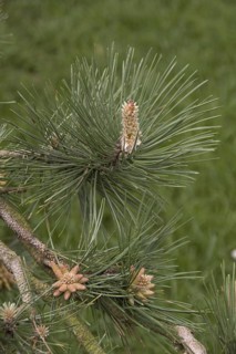 Buds and leaf of Austrian pine