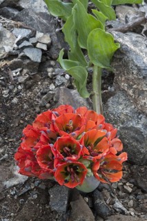 Lion's claw