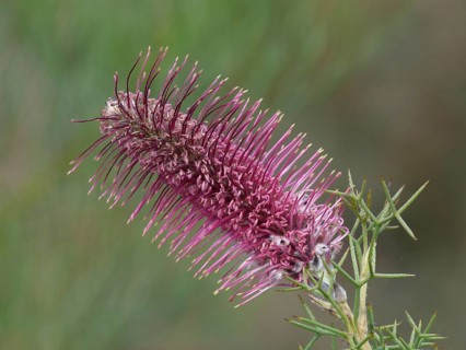 Bottlebrush Grevillea