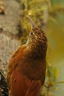 Mountain forest tree climber