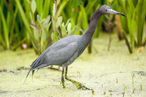 Little blue heron