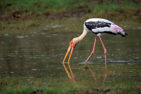 Painted stork