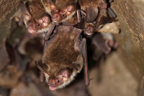 Bechstein's bat