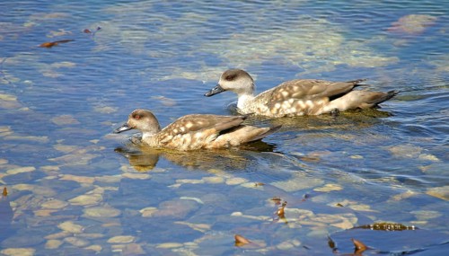 Patagonian crested duck