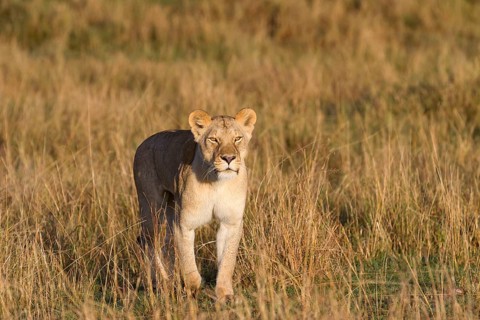 Masai Lion