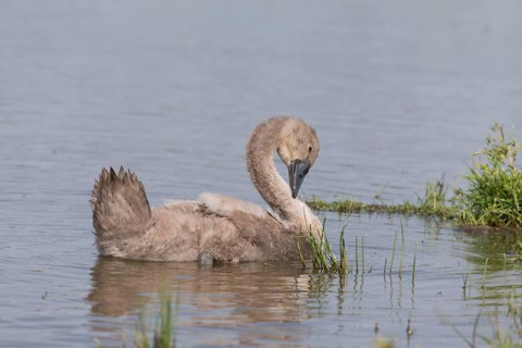 Mute Swan