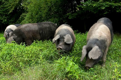 Domestic pig