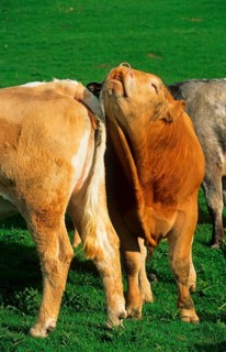 Domestic cattle