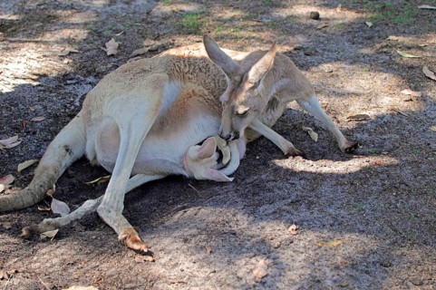 Red kangaroo