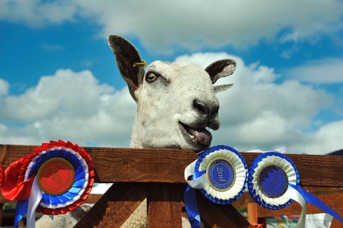 Domestic Sheep
