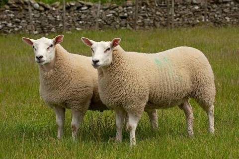 Domestic Sheep