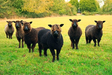 Domestic Sheep