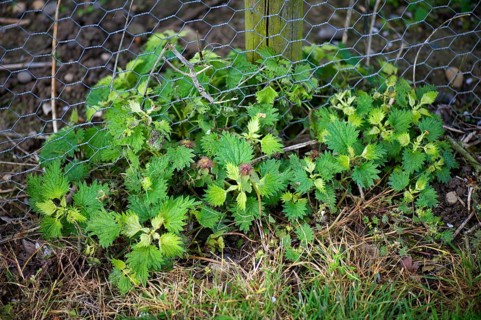 Nettles