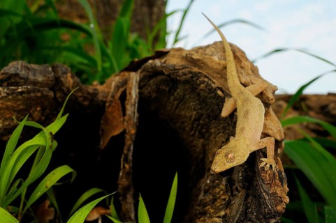 Flat-headed House Gecko