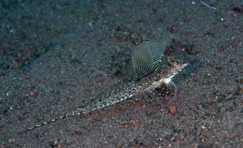 Long-tailed dragonhead