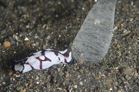 Pilsbry's Headshield Slug