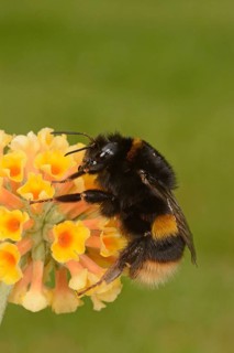 Buff-tailed Bumblebee