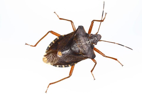 Red-legged tree bug