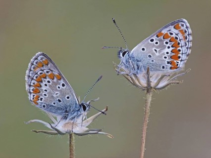 Brown Argus